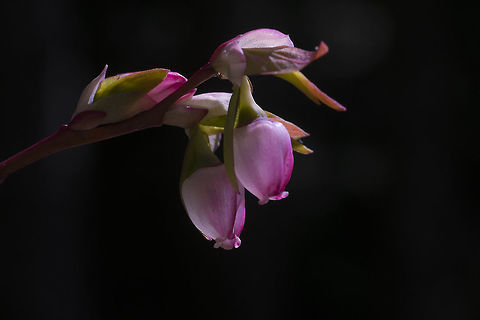 Oval Leaf Blueberry  Geotagged,Spring,United States,Vaccinium ovalifolium