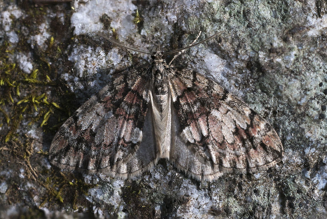 Geometrid Moth not sure I&#039;ll have much luck with an id on this one.. turning to bug guide Geotagged,Hydriomena irata,Spring,United States,moth week 2018