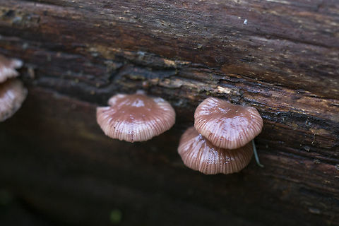 Pleurotopsis longinqua  Geotagged,Pleurotopsis longinqua,Spring,United States