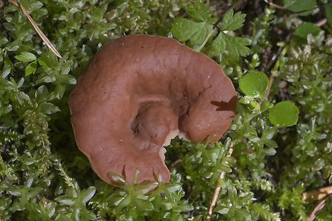 Pig's Ear mushroom Something picked this took a bite and set it right back down. I guess it didn't taste too good. Discina perlata,Discina perlata(Fr.) ex Fr.,Geotagged,Gomphus clavatus,Gyromitra ancilis,Pig's Ears,Spring,United States