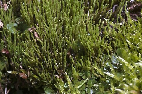 Philonotis sp This type of moss likes to grow in running water. I found it in a break in the deep forest caused by an avalanche chute. Geotagged,Spring,United States