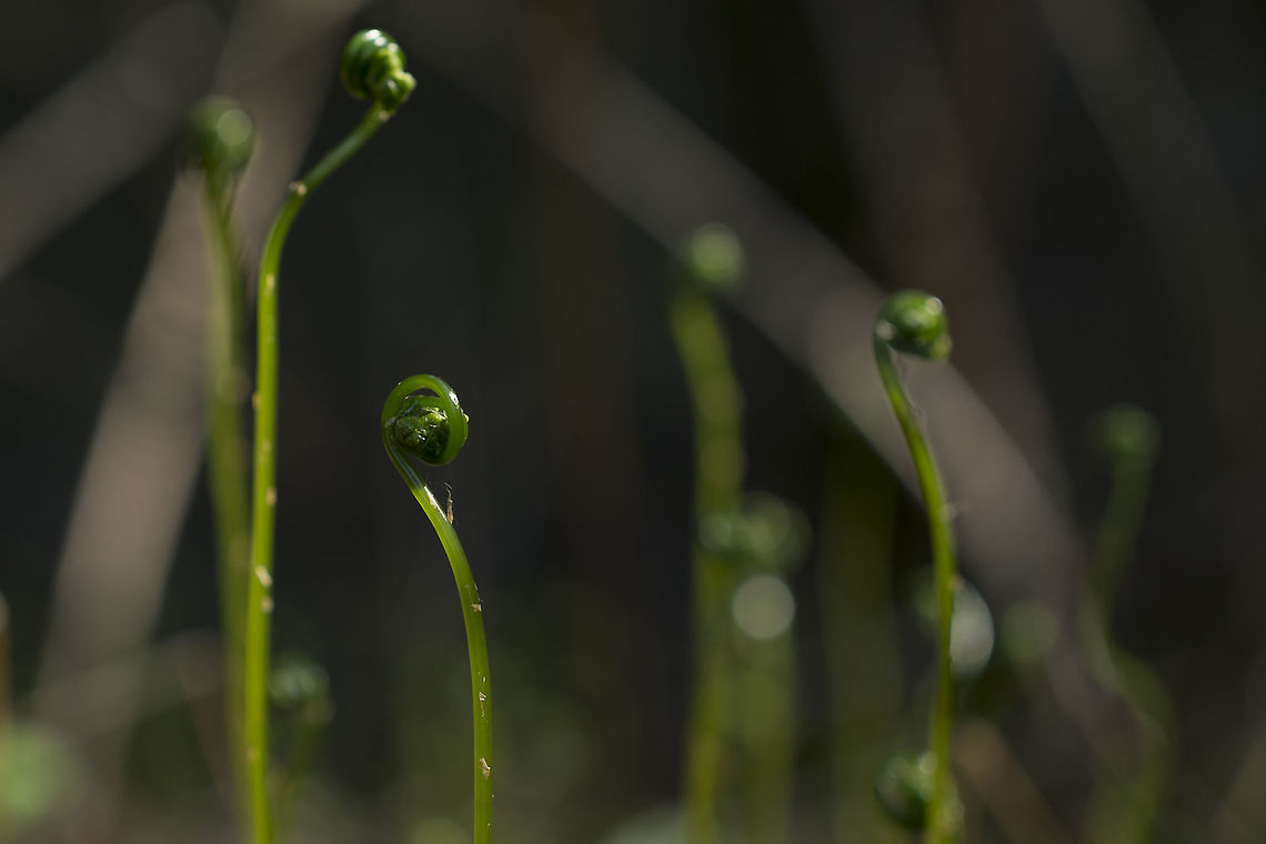 Fiddleheads I'm, surprisingly, having a hard time identifying these lovely glass like fiddleheads&hellip;. they are really quite tiny and were growing amongst the moss on a boulder Geotagged,Spring,United States