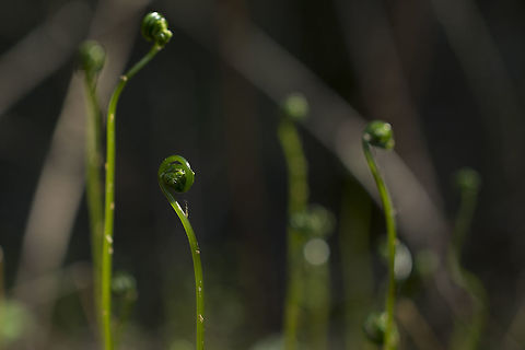 Fiddleheads I'm, surprisingly, having a hard time identifying these lovely glass like fiddleheads…. they are really quite tiny and were growing amongst the moss on a boulder Geotagged,Spring,United States