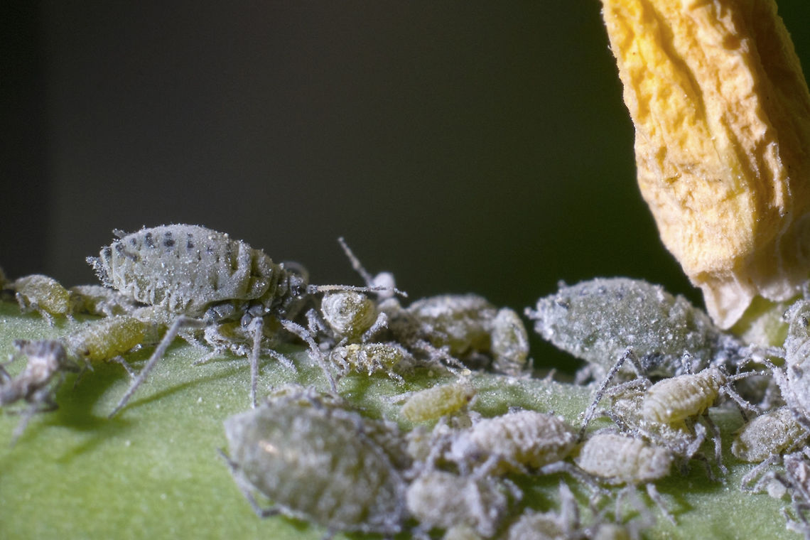 Cabbage aphids  Brevicoryne brassicae,Geotagged,Spring,United States