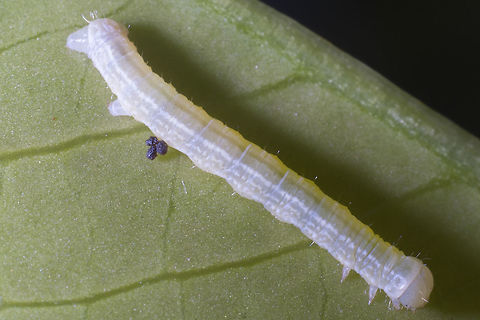 Moth Caterpillar Likely too small and undeveloped for a specific ID. Looks quite like a Gulphisia caterpillar though. Geotagged,Spring,United States