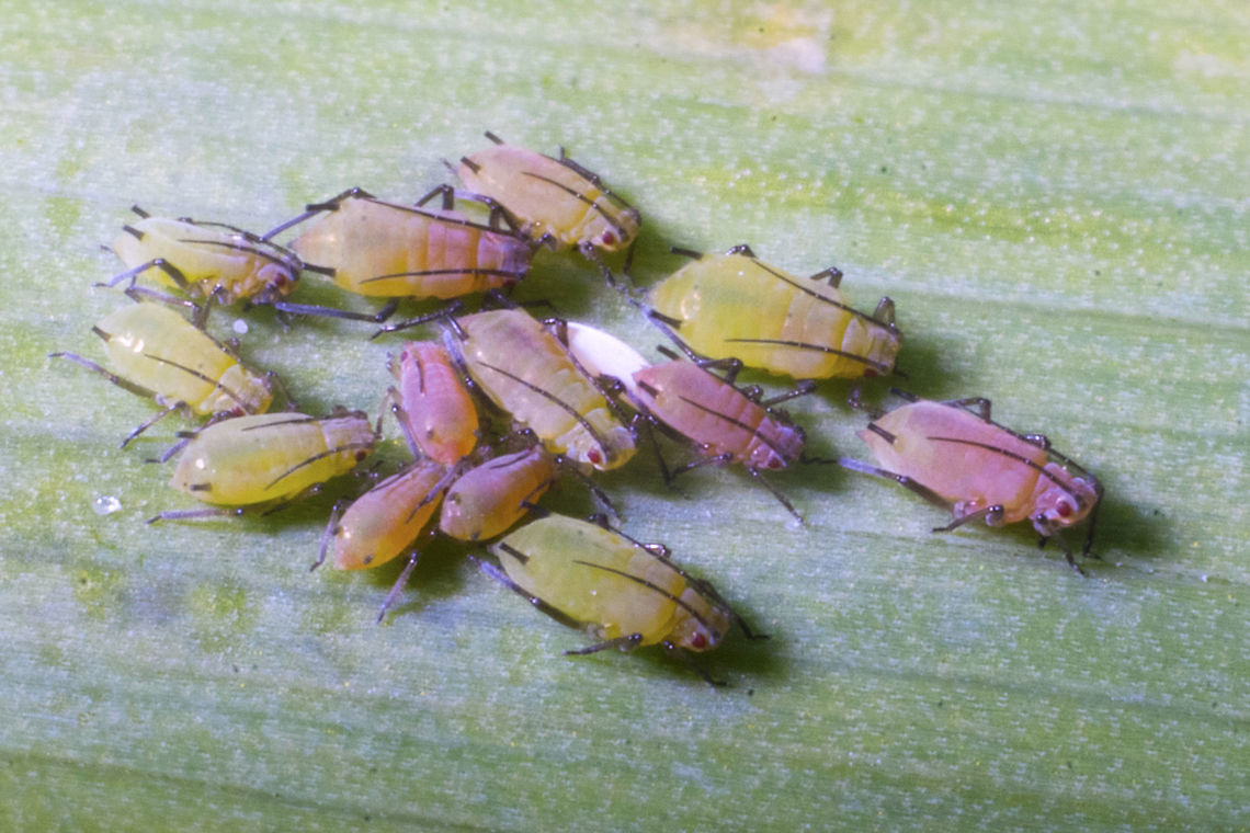 Pink and Green aphids- English Grain Aphids Sitobion avenae - English Grain Aphid.  English Grain Aphid,Geotagged,Sitobion avenae,Spring,United States