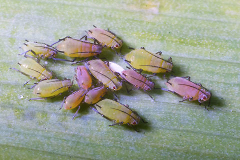 English Grain Aphid