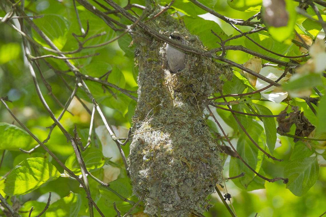 Bushtit parent tends to the chicks I found this great little nest hanging fairly low in a tree. I can&#039;t imagine how much work that must have been for these tiny birds and now after they&#039;ve built their mansion, the little ones are keeping them quite busy running back and forth bringing in little bugs and taking out waste. The dark eyes tell me this is the harried little father, but I could hear that the chicks were active and both parents were dashing in and out. In fact there may have been more than just two. Bush tits are sometimes observed to be either cooperative breeders with helpers or possibly even polyandrous (females having more than one male mate). American bushtit,Geotagged,Psaltriparus minims,Spring,United States,hanging nest,moss,nest
