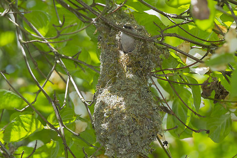 Bushtit parent tends to the chicks I found this great little nest hanging fairly low in a tree. I can't imagine how much work that must have been for these tiny birds and now after they've built their mansion, the little ones are keeping them quite busy running back and forth bringing in little bugs and taking out waste. The dark eyes tell me this is the harried little father, but I could hear that the chicks were active and both parents were dashing in and out. In fact there may have been more than just two. Bush tits are sometimes observed to be either cooperative breeders with helpers or possibly even polyandrous (females having more than one male mate). American bushtit,Geotagged,Psaltriparus minims,Spring,United States,hanging nest,moss,nest