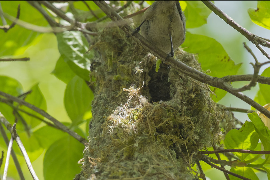 Bringing home the bacon That little worm looks suspiciously like the one I photographed the other day&hellip; I guess I won&#039;t be seeing the moth :p American bushtit,Geotagged,Psaltriparus minimus,Spring,United States