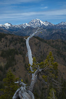 View of the Stuarts from Yellow Hill Here's a little teaser from this weekend's adventure. We hiked in the Teanaway Community Forest. This is just over the Cascades from Seattle and is a dry forest biome. It doesn't get a whole lot of rain or snow, but is able to support conifer forests with sparse ground cover. We found tons of wildflowers blooming and even (we think) heard a full on wolf pack serenade. We're not entirely sure if it was wolves or coyote, but we can't recall hearing the yipping that would indicate coyotes. There's also a known wolf pack in the area, so it is quite possible it was wolves. It was beautiful and kind of haunting. We did not see any wolves or coyote, but I think that may have been a bit scary! Geotagged,Spring,United States