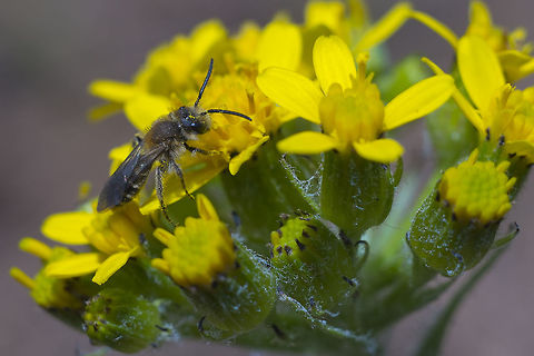Mining bee Andrena sp&hellip;. 1300 species and many look alike, so not sure how to tell further&hellip; I'll try bug guide, but there's a ton of unclassified mining bees already there, so not sure I'll get a result. Geotagged,Spring,United States