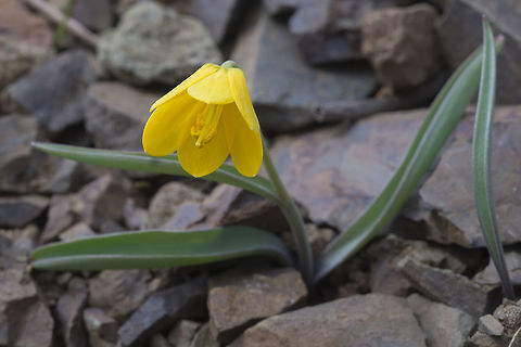 Yellowbell  Fritillaria pudica,Geotagged,Spring,United States,yellow fritillary