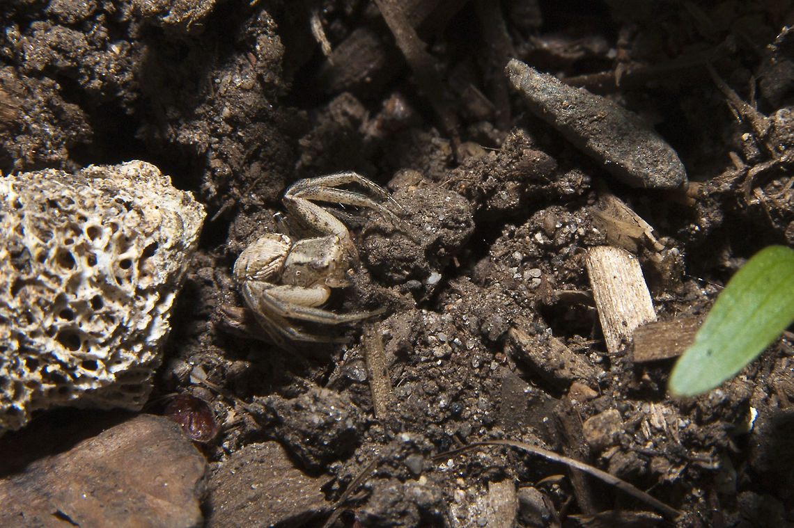 Crab Spider - possible Xysticus cristatus Cool - a crab spider that isn't a Goldenrod Crab Spider - working on ID. This species seems a distinct possibility as it's found locally and seemingly in some abundance. Geotagged,Spring,United States