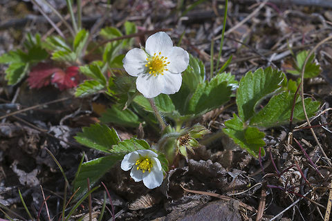 Wild Strawberry In a few months these will be covered in tiny delights :) Wild strawberries take all of the flavor of a really good store berry and compact it into a miniature berry. If you ever see any, you really must stop and sample the goods! Fragaria virginiana,Geotagged,Spring,United States,Virginia strawberry