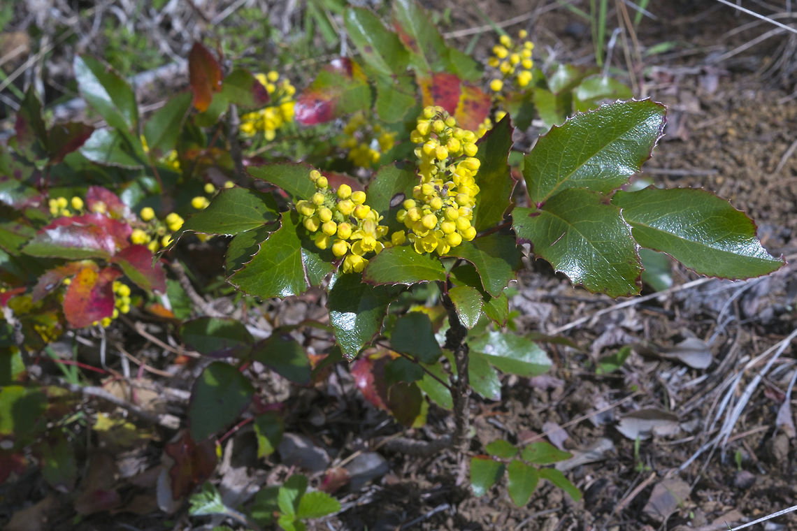Tall Oregon Grape  Geotagged,Mahonia aquifolium,Spring,United States