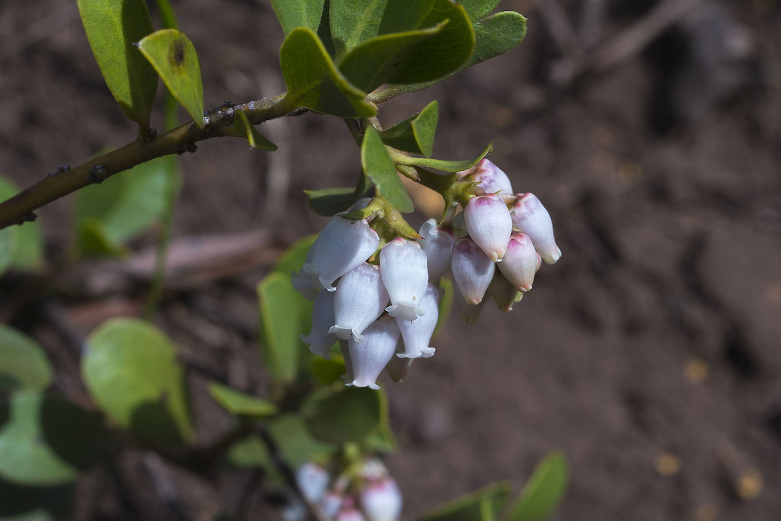Pinemat Manzanita  Arctostaphylos nevadensis,Geotagged,Spring,United States