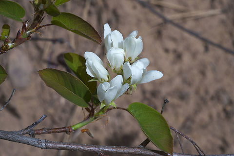 Western Serviceberry  Amelanchier alnifolia,Geotagged,Spring,United States,Western Serviceberry