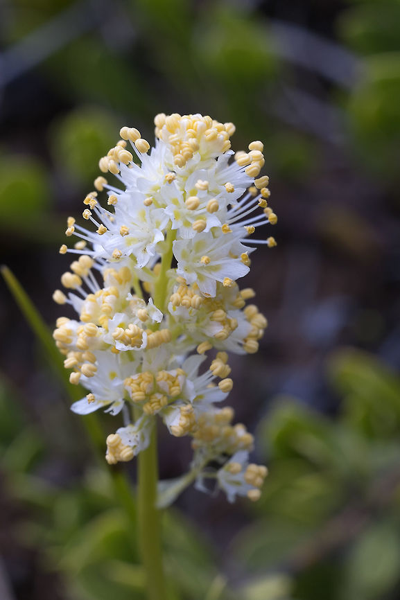 Foothill Death Camas While some species of flowers have edible bulbs, don't try this one! It's poisonous. Geotagged,Spring,Toxicoscordion paniculatum,United States