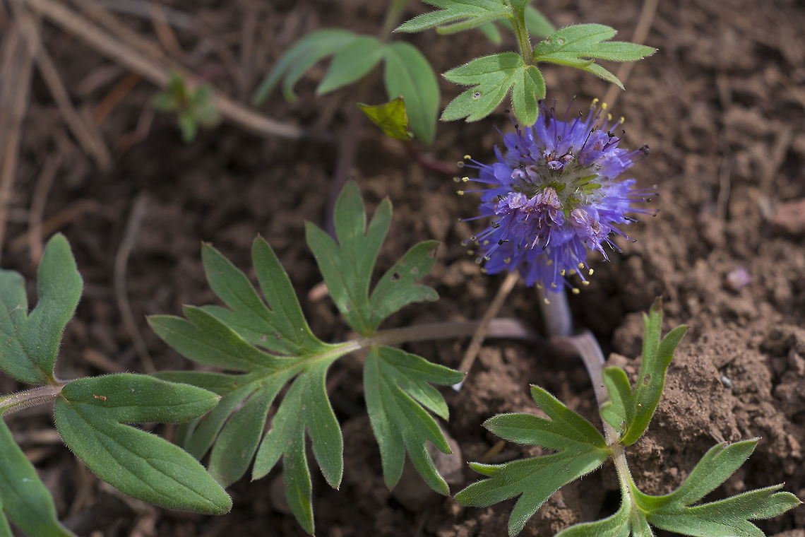Ballhead Waterleaf  Geotagged,Hydrophyllum capitatum,Spring,United States