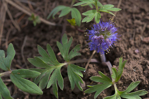 Ballhead Waterleaf  Geotagged,Hydrophyllum capitatum,Spring,United States