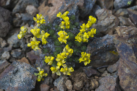 Yellow Flower - subalpine wildflower  Draba incerta,Geotagged,Spring,United States,Yellowstone draba