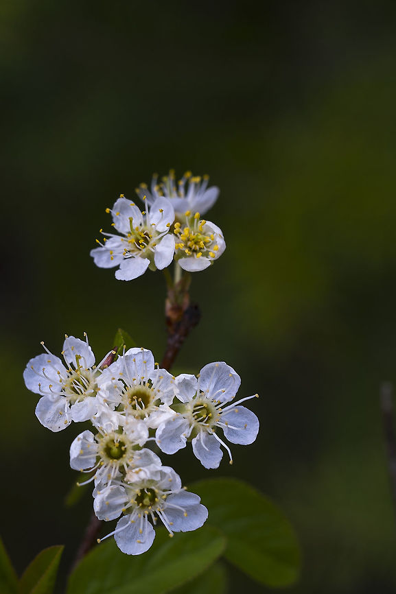Bitter Cherry Produces small bitter fruits that are important food for birds. Geotagged,Oregon cherry,Prunus emarginata,Spring,United States