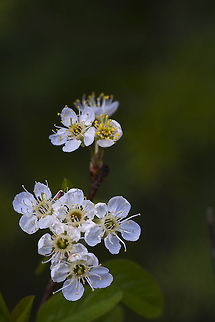 Bitter Cherry Produces small bitter fruits that are important food for birds. Geotagged,Oregon cherry,Prunus emarginata,Spring,United States