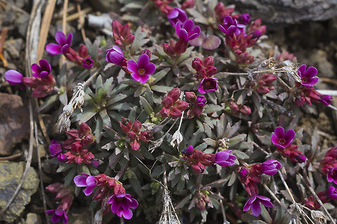Snow Dwarf Primrose  Androsace nivalis,Geotagged,Snow Dwarf Primrose,Spring,United States