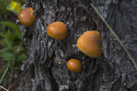 Cryptoporus volvatus This oddity seemed to be killing pine trees on one of the slopes where we were hiking. The entire tree would be covered in these toasted marshmallow puffs that were hard and smooth. They sounded like they might be hollow and were quite dry to the touch. I'm not entirely sure if they are a fungus or a symptom of a different conifer disease. 

Ha-Ha! Never give up. While searching for a beetle I came across this one of my lingering ID's. These are indeed fungi - they start out looking a lot like a puffball growing on a tree, but dry to the hard lacquered appearance that I found. They are spread not by spores floating in the air, but only by wood boring beetles (thus why I found it on my beetle quest). Cryptoporus volvatus,Geotagged,Spring,United States