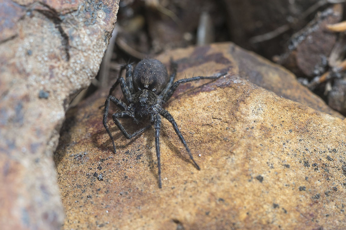 Dark Wolf Spider will work on an ID for this lovely lady Geotagged,Spring,United States