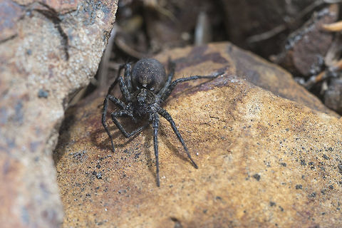 Dark Wolf Spider will work on an ID for this lovely lady Geotagged,Spring,United States