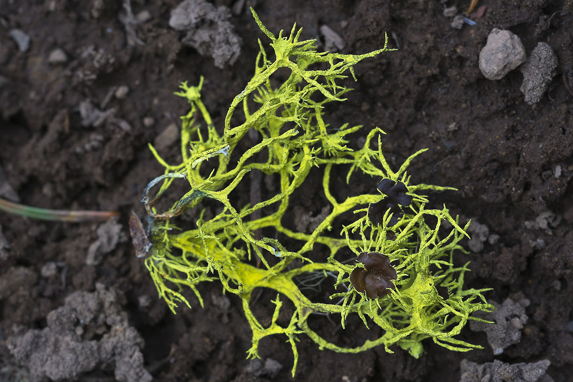 Wolf lichen fallen from a ponderosa pine  Geotagged,Letharia columbiana,Spring,United States,Wolf Lichen