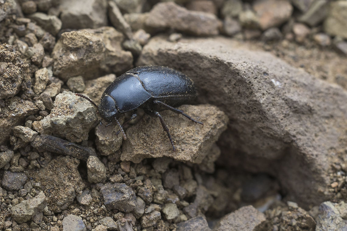Shy black beetle working on ID Geotagged,Spring,United States