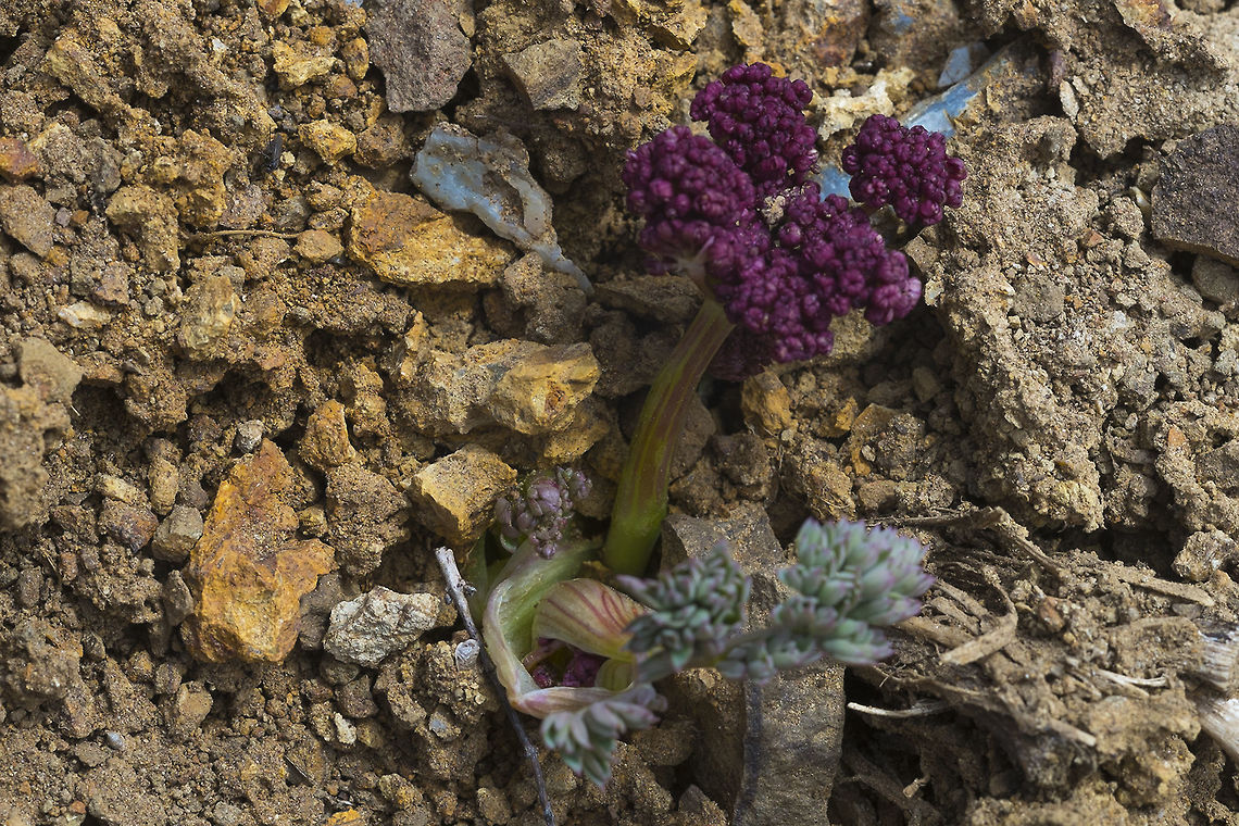 Wenatchee desert-parsley Interesting.. apparently this area is know for being an area of serpentine soil - which is poor soil for plant life - few nutrients and an abundance of toxic heavy metals. This explains why the vegetation and trees were rather sparse, even below the tree line. This habitat is uncommon, which makes nearly all of the plants that grow there specific to that particular area. Many are rare and endangered. Geotagged,Lomatium cuspidatum,Spring,United States
