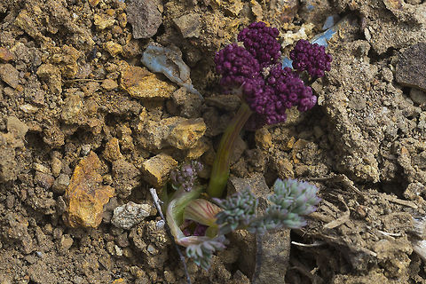 Wenatchee desert-parsley Interesting.. apparently this area is know for being an area of serpentine soil - which is poor soil for plant life - few nutrients and an abundance of toxic heavy metals. This explains why the vegetation and trees were rather sparse, even below the tree line. This habitat is uncommon, which makes nearly all of the plants that grow there specific to that particular area. Many are rare and endangered. Geotagged,Lomatium cuspidatum,Spring,United States