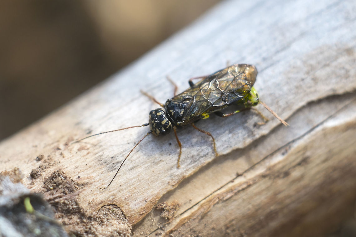 Acantholyda balanata BugGuide comes through - this may have taken a little while, but someone classified this little guy today. :) Acantholyda balanata,Geotagged,Greenstriped webspinning sawfly,Spring,United States