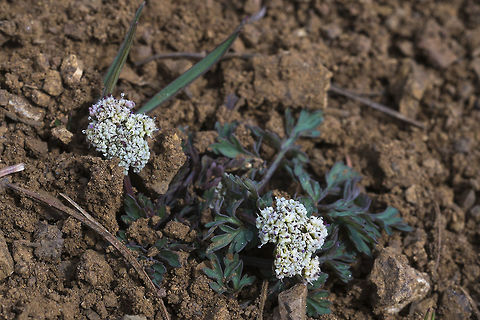 Desert Parsley  Geotagged,Lomatium canbyi,Spring,United States