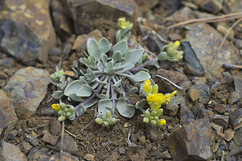 Physaria alpestris  Geotagged,Physaria alpestris,Spring,United States