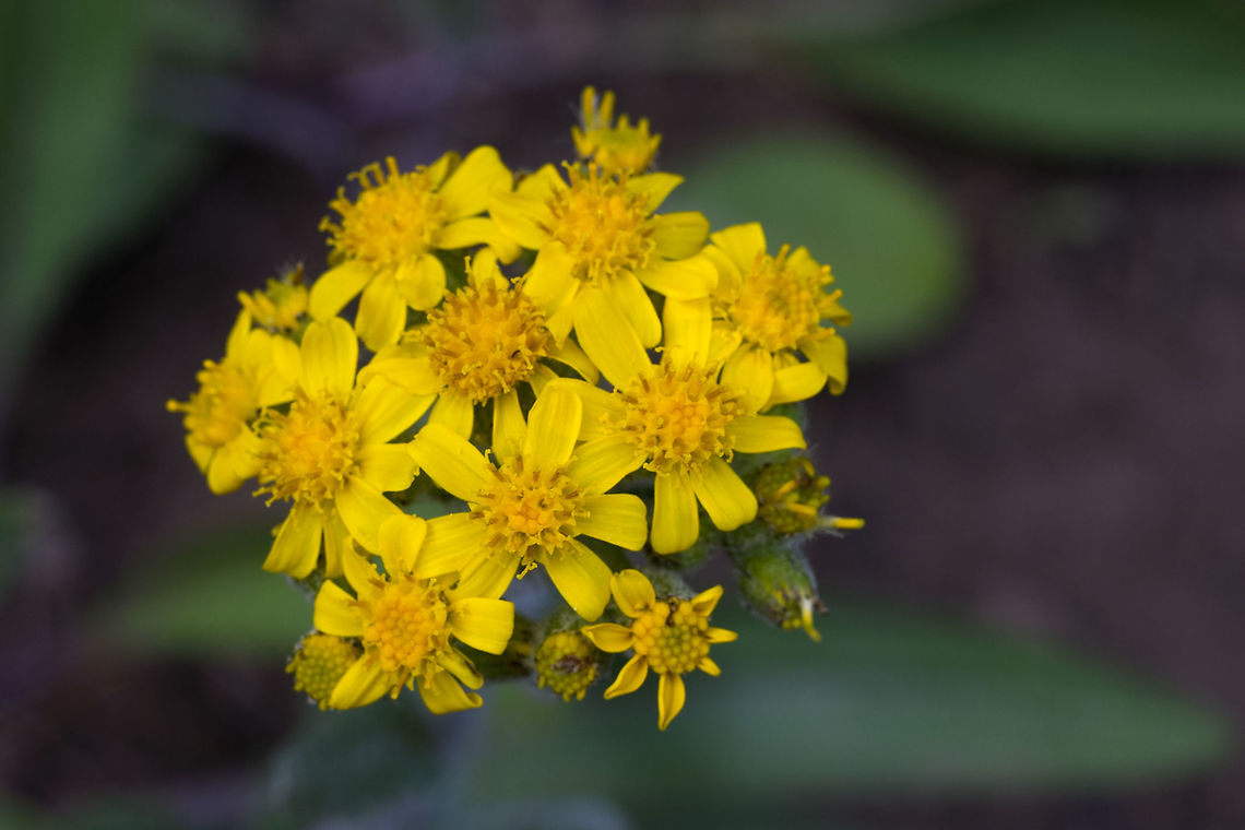 Western Groundsel  Geotagged,Senecio integerrimus,Spring,United States