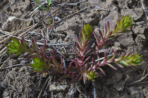 Worm Leaf Stonecrop Has yellow flowers later in the year Geotagged,Sedum stenopetalum,Spring,United States