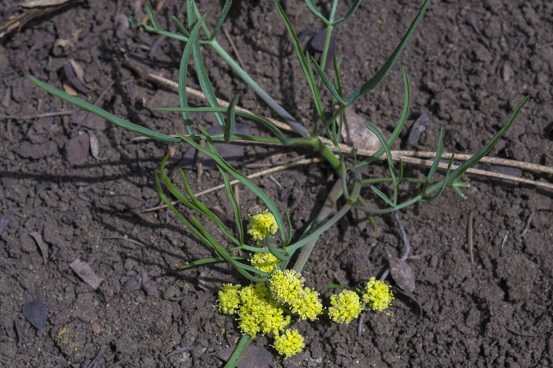 Nine Leaf Biscuitroot  Geotagged,Lomatium triternatum,Spring,United States