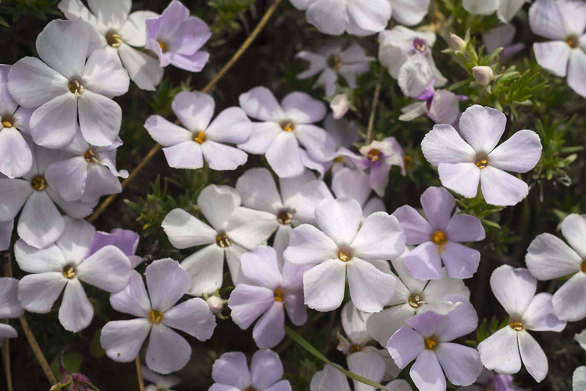 Spreading Phlox  Geotagged,Phlox diffusa,Spring,United States