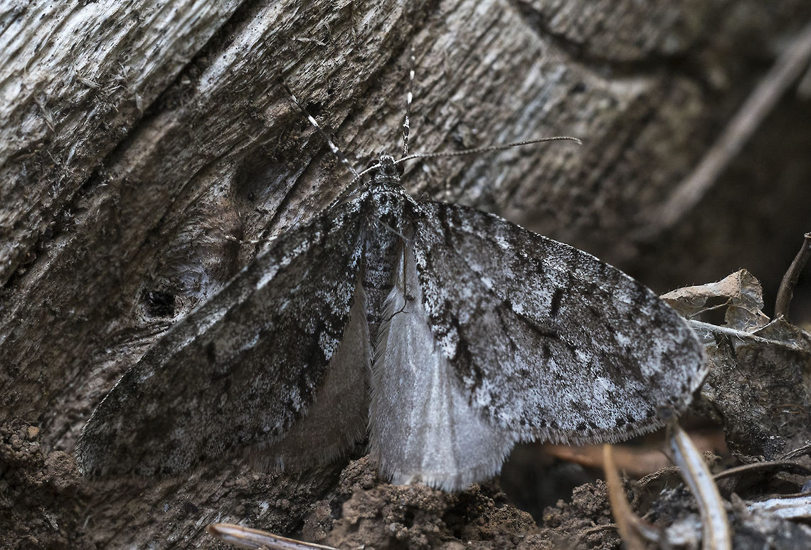 Mottled Gray Carpet moth will try to ID Cladara limitaria,Geotagged,Mottled Gray Carpet Moth,Spring,United States