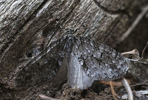 Mottled Gray Carpet moth will try to ID Cladara limitaria,Geotagged,Mottled Gray Carpet Moth,Spring,United States