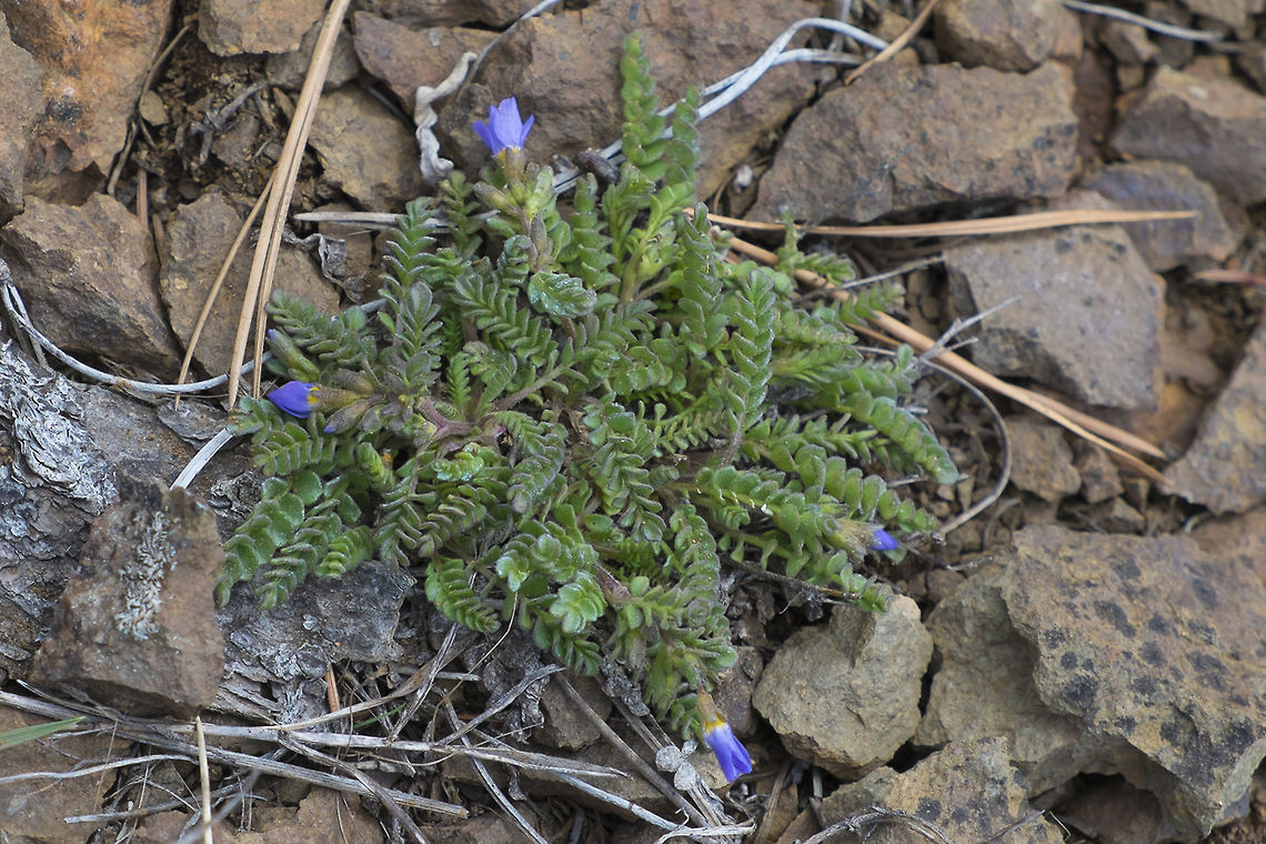 Showy Jacob's Ladder  Geotagged,Polemonium pulcherrimum,Spring,United States