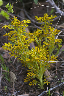 A type of tansy?  Geotagged,Spring,United States