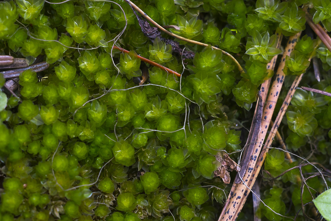 Moss working on ID Geotagged,Spring,United States