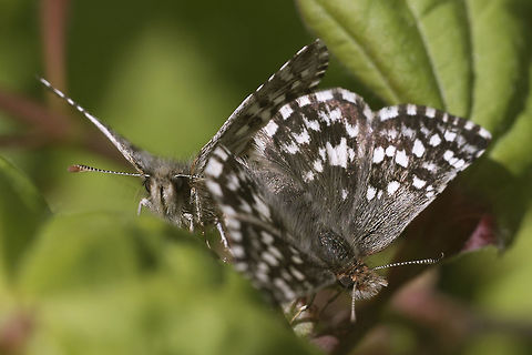 Grizzled Skipper Pair of Grizzled Skippers most likely just after the creation of little skippers Geotagged,Northern Grizzled Skipper,Pyrgus centaureae,Spring,United States
