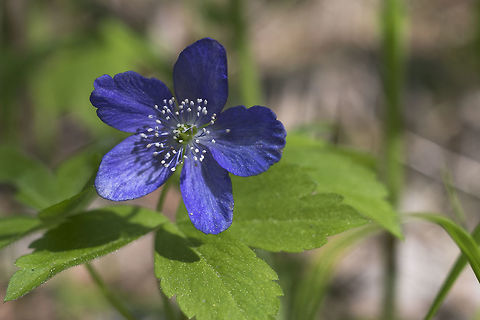 Anemone oregana